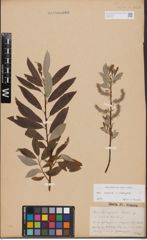 Foto von Salix caprea L. x Salix eleagnos Scop.